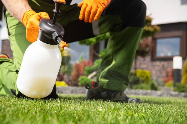 Best Flea Control Services  in Santa Paula, CA