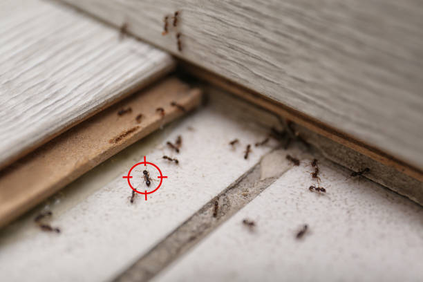 Best Residential Pest Control  in Santa Paula, CA