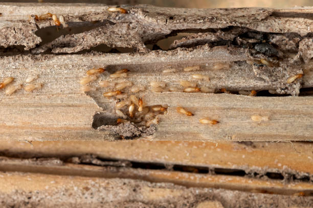 Best Pest Control for Businesses  in Santa Paula, CA