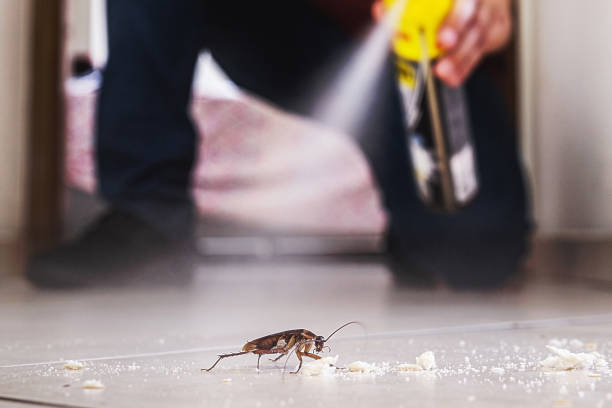  Santa Paula, CA Pest Control Pros